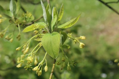 Sassafras albidum - sasafras lékařský - květ a list